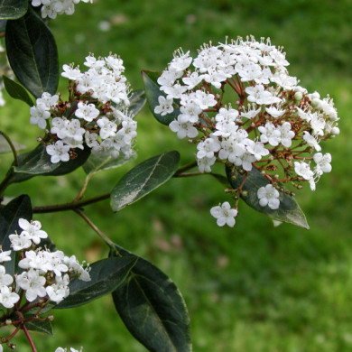Viburnum tinus