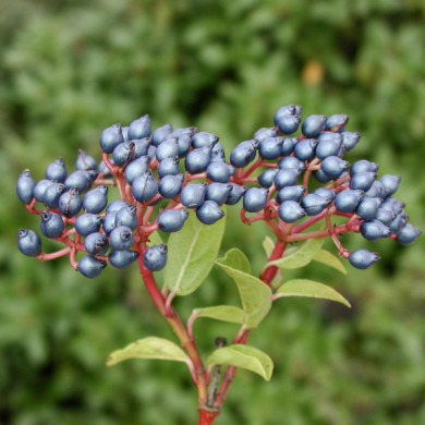 Viburnum tinus
