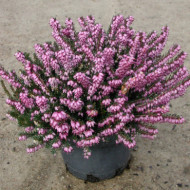 Erica x darleyensis 'Furzey'