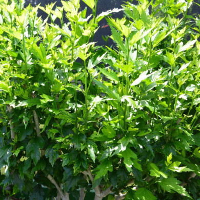 Hibiscus syriacus French Cabaret® pastel 'mindoub1'