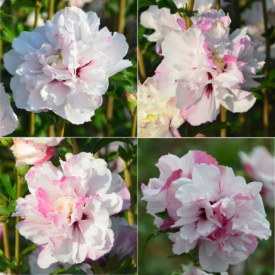 Hibiscus syriacus French Cabaret® pastel 'mindoub1'