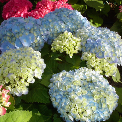 Hydrangea macrophylla 'Bodensee'