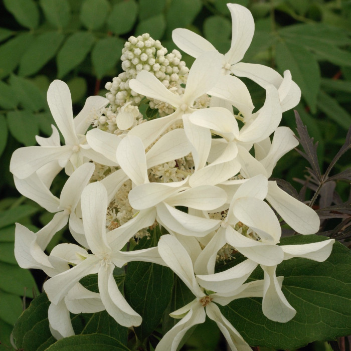 Hydrangea paniculata Great Star® le vasterival c.o.v.