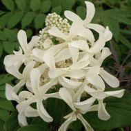 Hydrangea paniculata Great Star® le vasterival c.o.v.