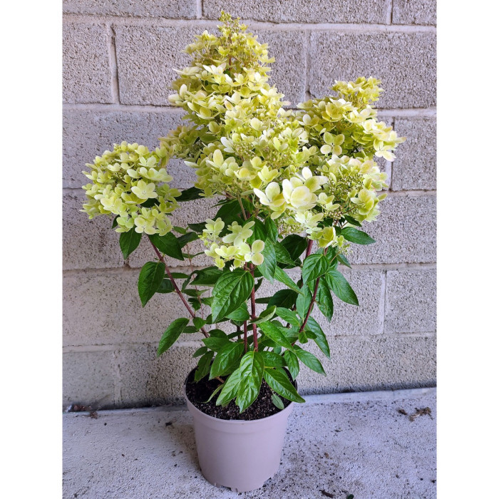 Hydrangea paniculata Pastelgreen® 'Renxolor'