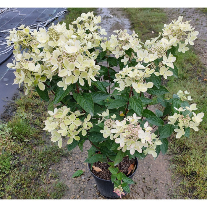 Hydrangea paniculata Pastelgreen® 'Renxolor'