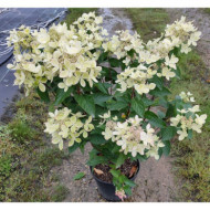 Hydrangea paniculata Pastelgreen® 'Renxolor'