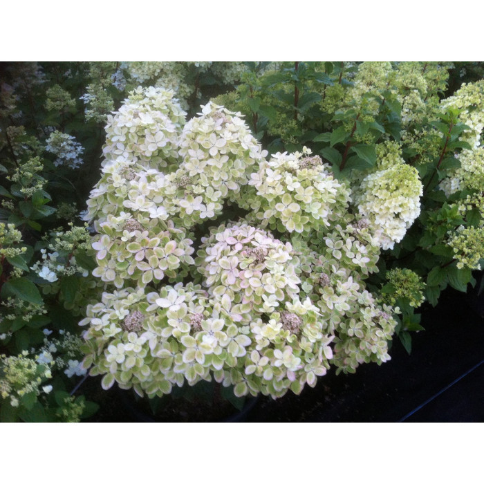 Hydrangea paniculata Pastelgreen® 'Renxolor'