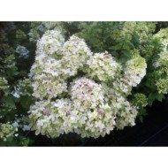 Hydrangea paniculata Pastelgreen® 'Renxolor'