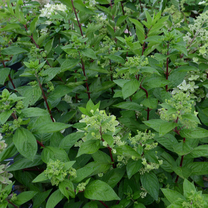 Hydrangea paniculata Pastelgreen® 'Renxolor'