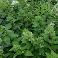 Hydrangea paniculata Pastelgreen® 'Renxolor'
