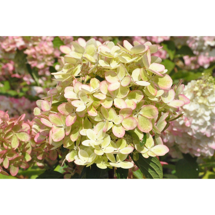 Hydrangea paniculata Pastelgreen® 'Renxolor'