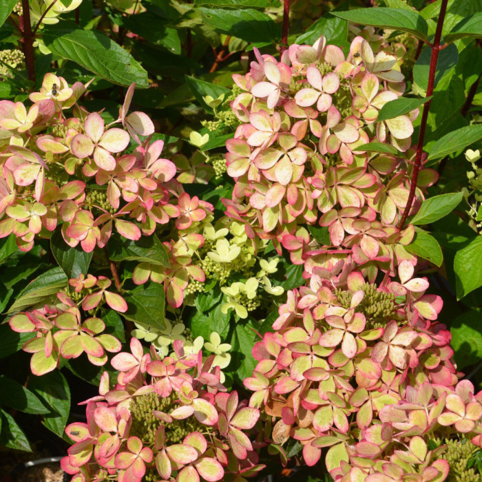 Hydrangea paniculata Pastelgreen® 'Renxolor'