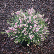 Erica x darleyensis 'Ghost Hills'