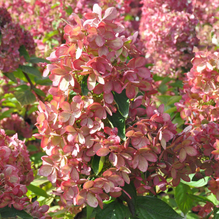 Hydrangea paniculata Pastelgreen® 'Renxolor'