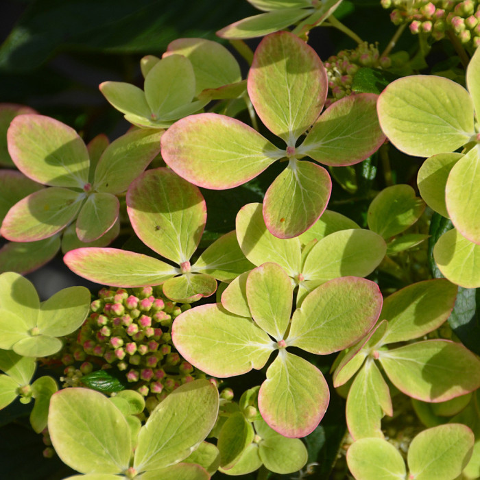 Hydrangea paniculata Pastelgreen® 'Renxolor'