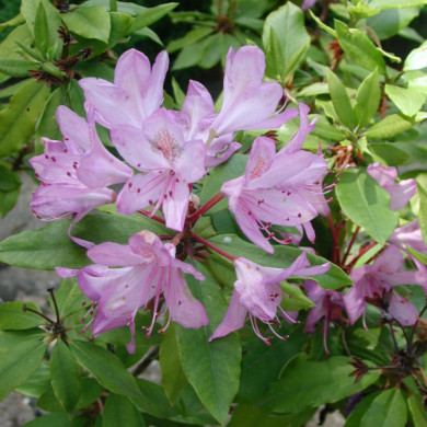 Rhododendron ponticum