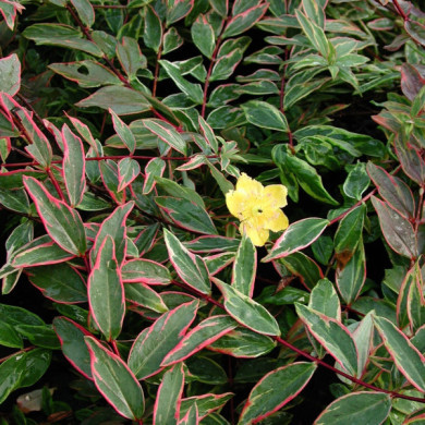 Hypericum x moserianum