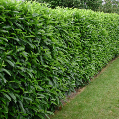 Prunus laurocerasus 'Caucasica'