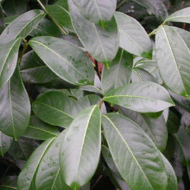 Prunus laurocerasus 'Caucasica'