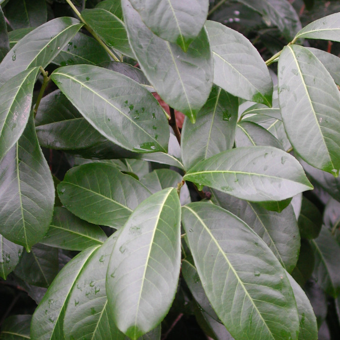 Prunus laurocerasus 'Caucasica'