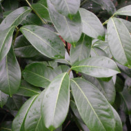 Prunus laurocerasus 'Caucasica'