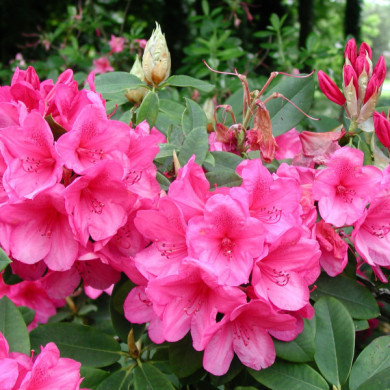 Rhododendron 'Anna Rose Whitney'