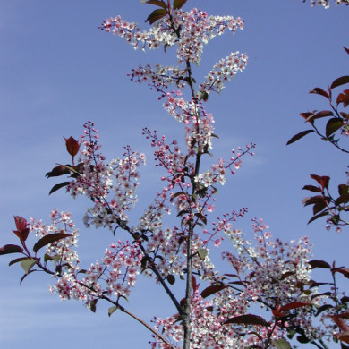 Prunus padus 'Colorata'