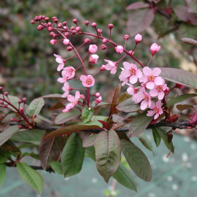 Prunus padus 'Colorata'