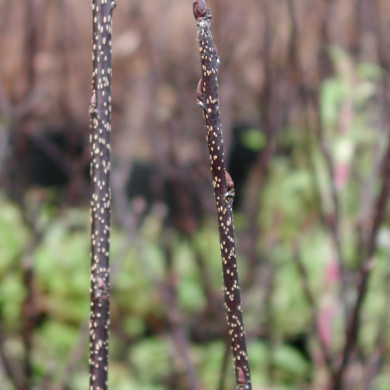 Prunus padus 'Colorata'