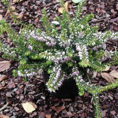 Erica x darleyensis 'J.W. Porter'
