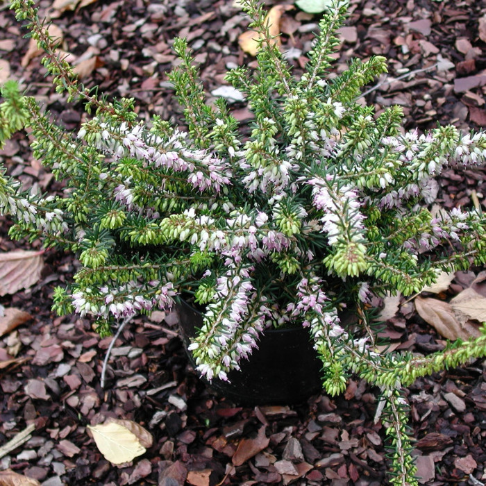 Erica x darleyensis 'J.W. Porter'