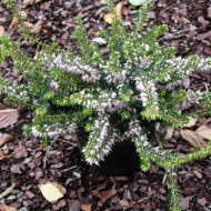 Erica x darleyensis 'J.W. Porter'