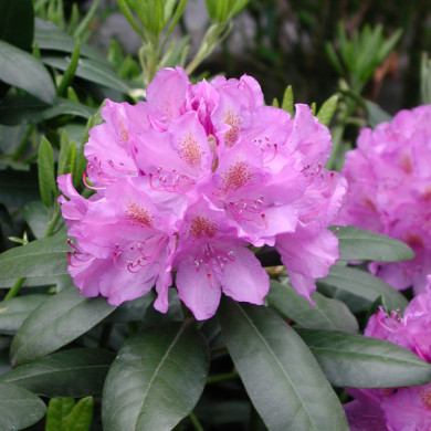 Rhododendron 'Catawbiense Grandiflorum'