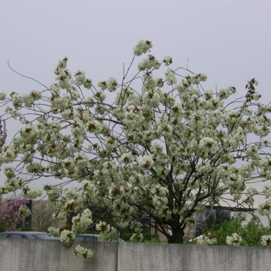 Prunus serrulata 'Ukon'
