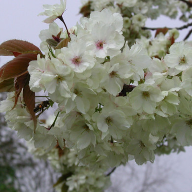 Prunus serrulata 'Ukon'