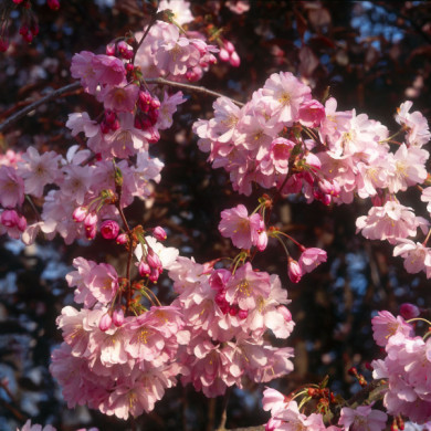 Prunus x subhirtella 'Autumnalis Rosea'