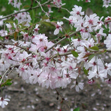 Prunus x subhirtella 'Autumnalis Rosea'
