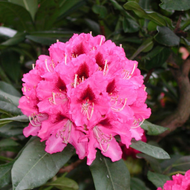 Rhododendron 'Cosmopolitan'