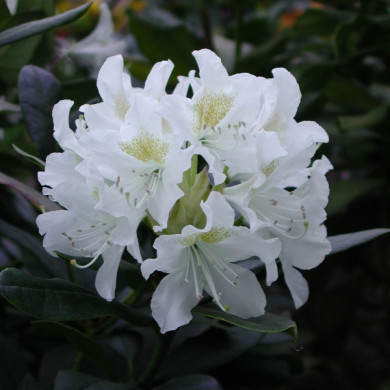 Rhododendron 'Cunningham's White'