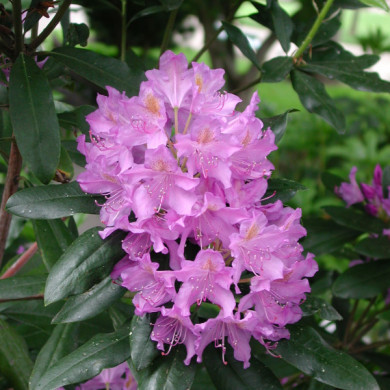Rhododendron 'Fastuosum Plenum