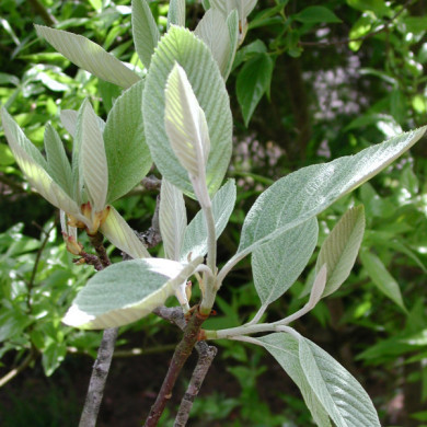 Sorbus aria 'Magnifica'