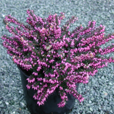 Erica x darleyensis 'Kramer's Rote'