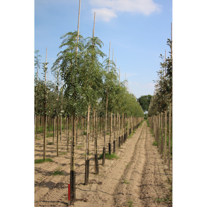 Sorbus 'Dodong'