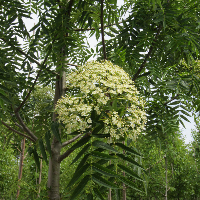 Sorbus 'Dodong'