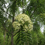 Sorbus 'Dodong'
