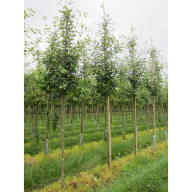 Sorbus intermedia 'Brouwers'