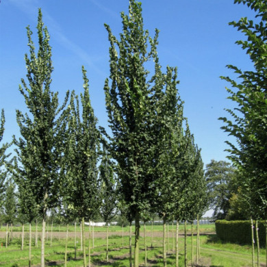 Ulmus 'Columnella'