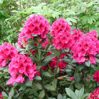 Rhododendron 'Lord Roberts'