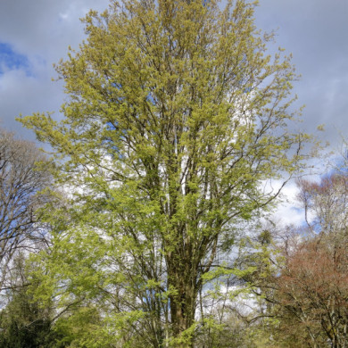 Zelkova carpinifolia